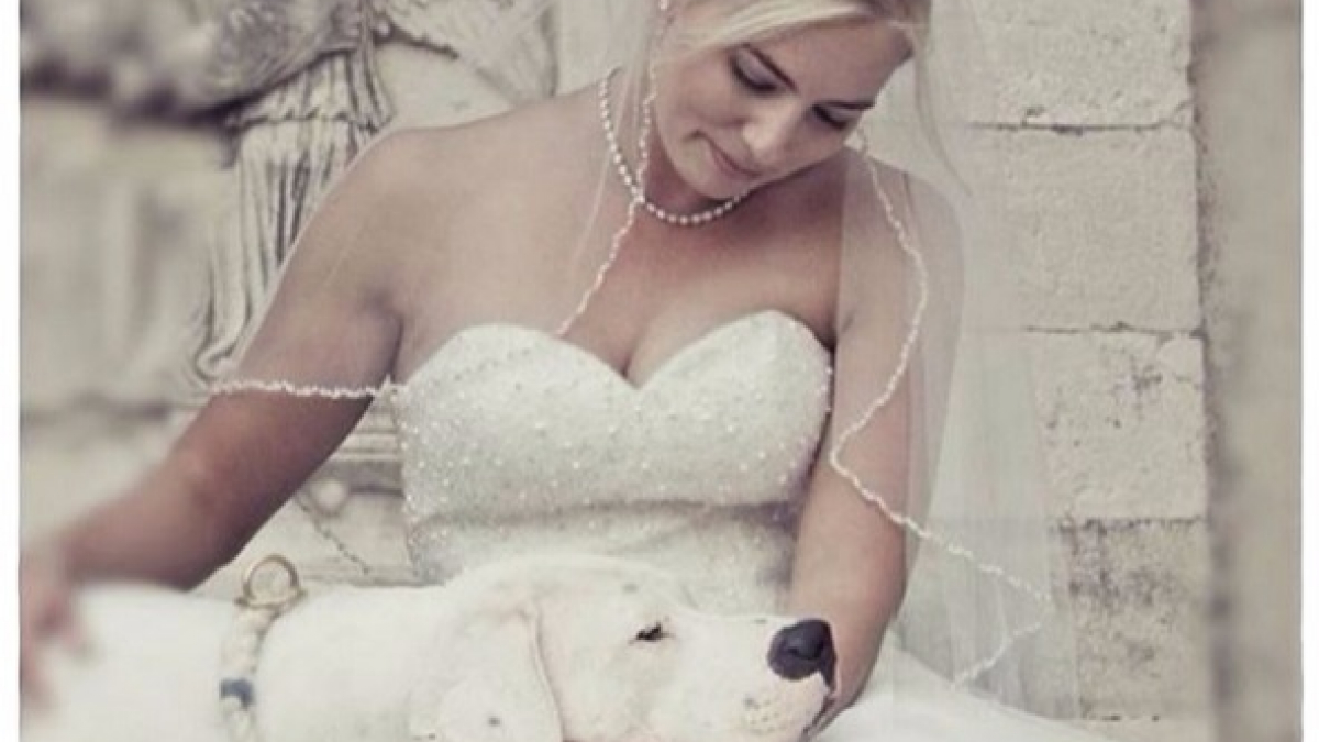 Illustration : "17 photos adorables de chiens qui fêtent le mariage de leurs maîtres"