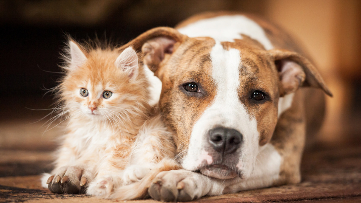 La cohabitation entre chien et chat : conseils pour bien la gérer