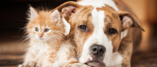 Illustration : "La cohabitation entre chien et chat"