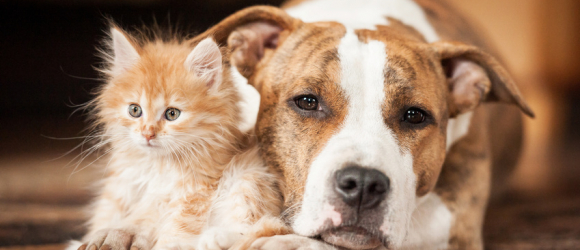 Illustration : "La cohabitation entre chien et chat"