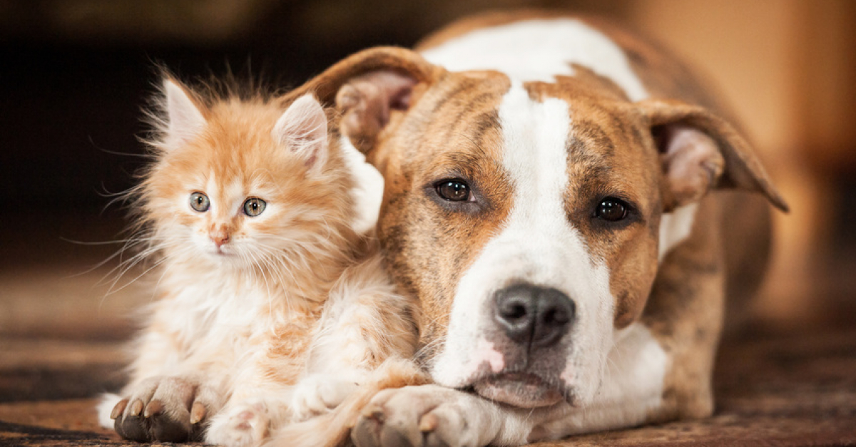 La Cohabitation Entre Chien Et Chat Conseils Pour Bien La