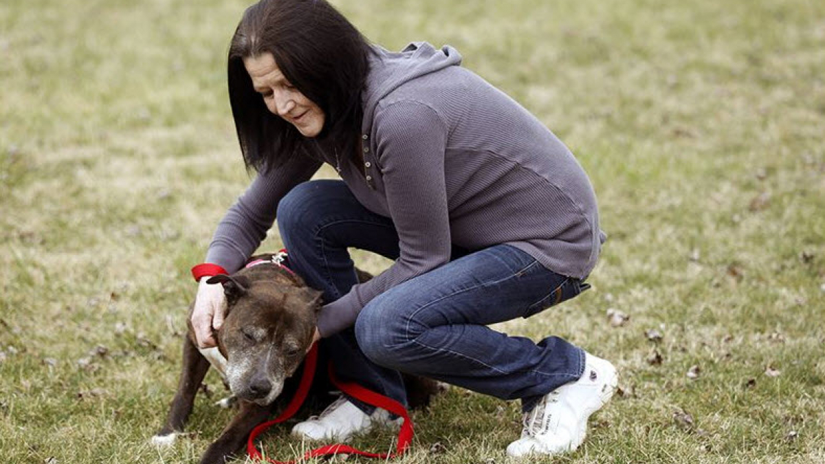 Illustration : "Disparue depuis un an et demi, une femelle Pitbull est de retour parmi les siens"