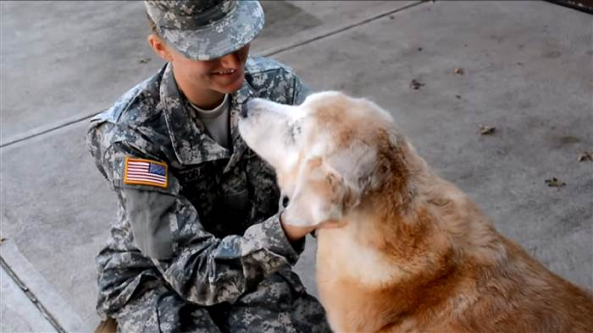 Illustration : "Une militaire de retour à la maison vit d’émouvantes retrouvailles avec son vieux chien"