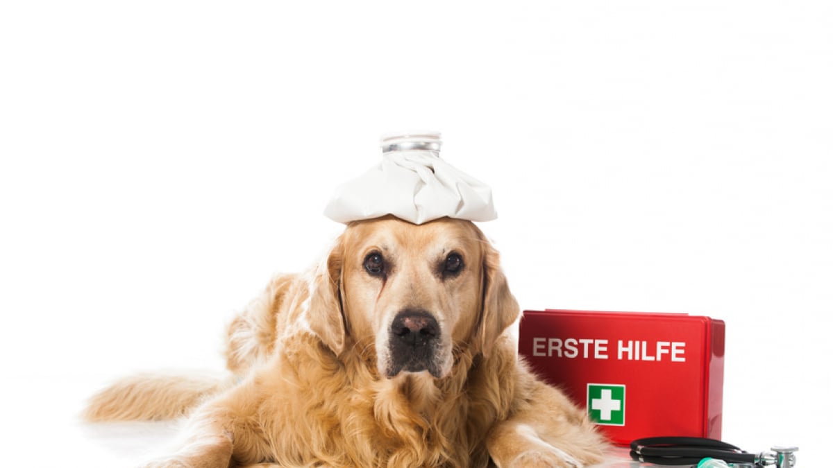 Les accessoires indispensables quand on a un chien