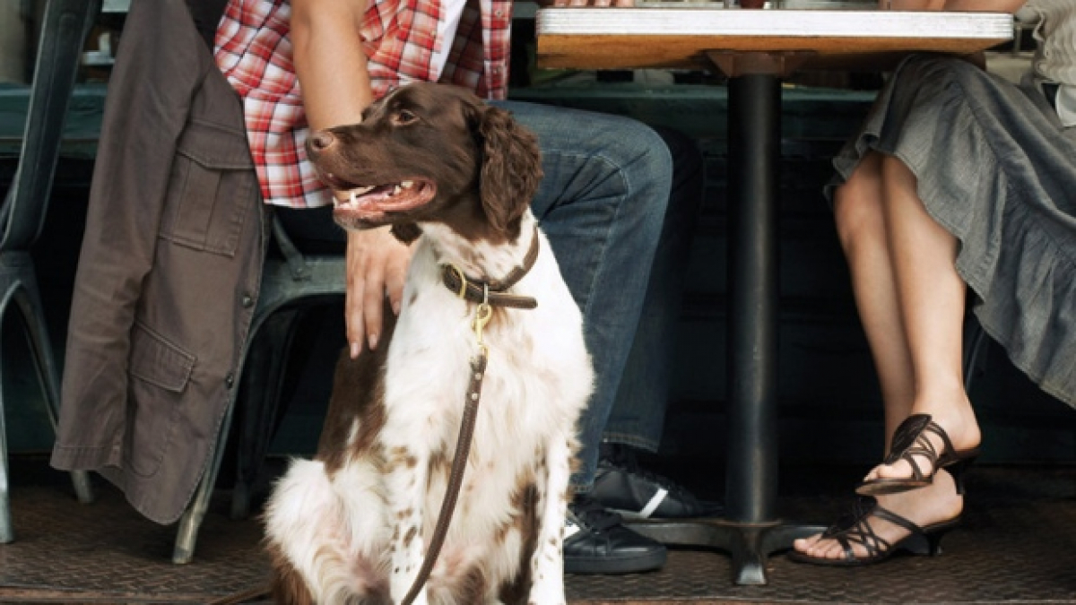 Illustration : "A New York, les chiens peuvent maintenant accompagner leurs maîtres au restaurant"
