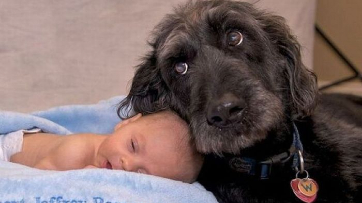 Illustration : "15 adorables photos de chiens et de bébés qui ne se quitteraient pour rien au monde"