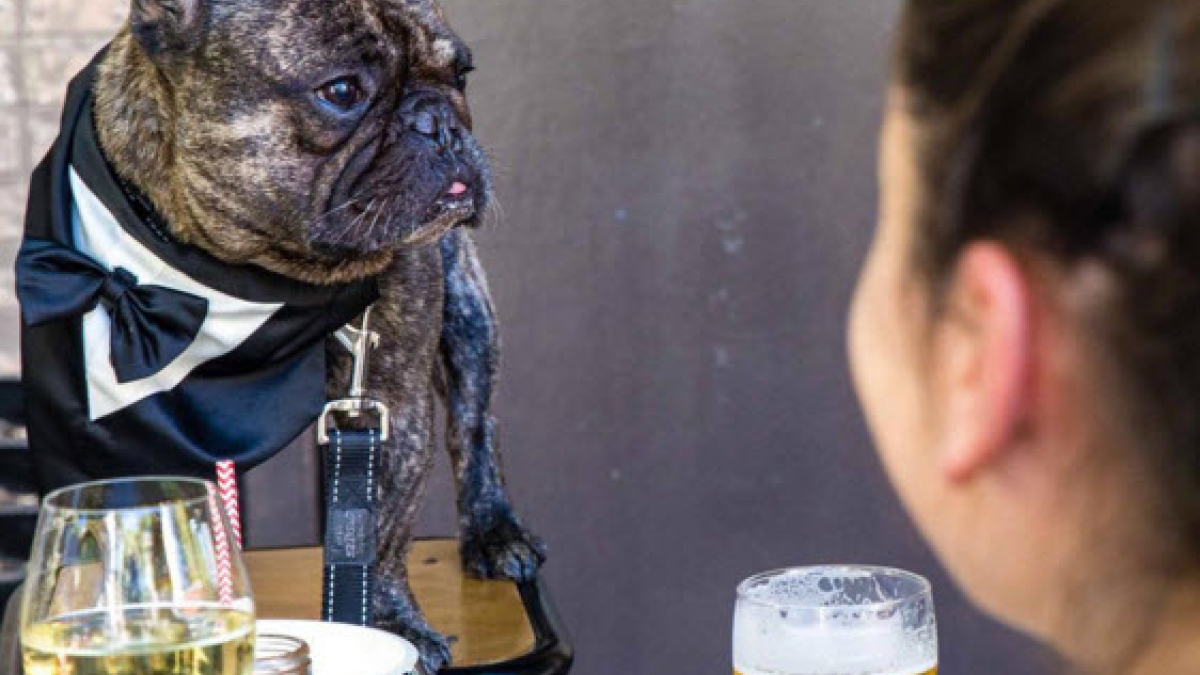 Illustration : "Un pub australien vous propose de venir dîner avec votre chien pour aider une association !"