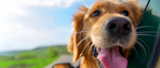 Illustration : "Le mal des transports chez le chien"