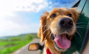 Illustration : "Le mal des transports chez le chien"