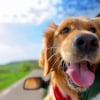 Illustration : Le mal des transports chez le chien