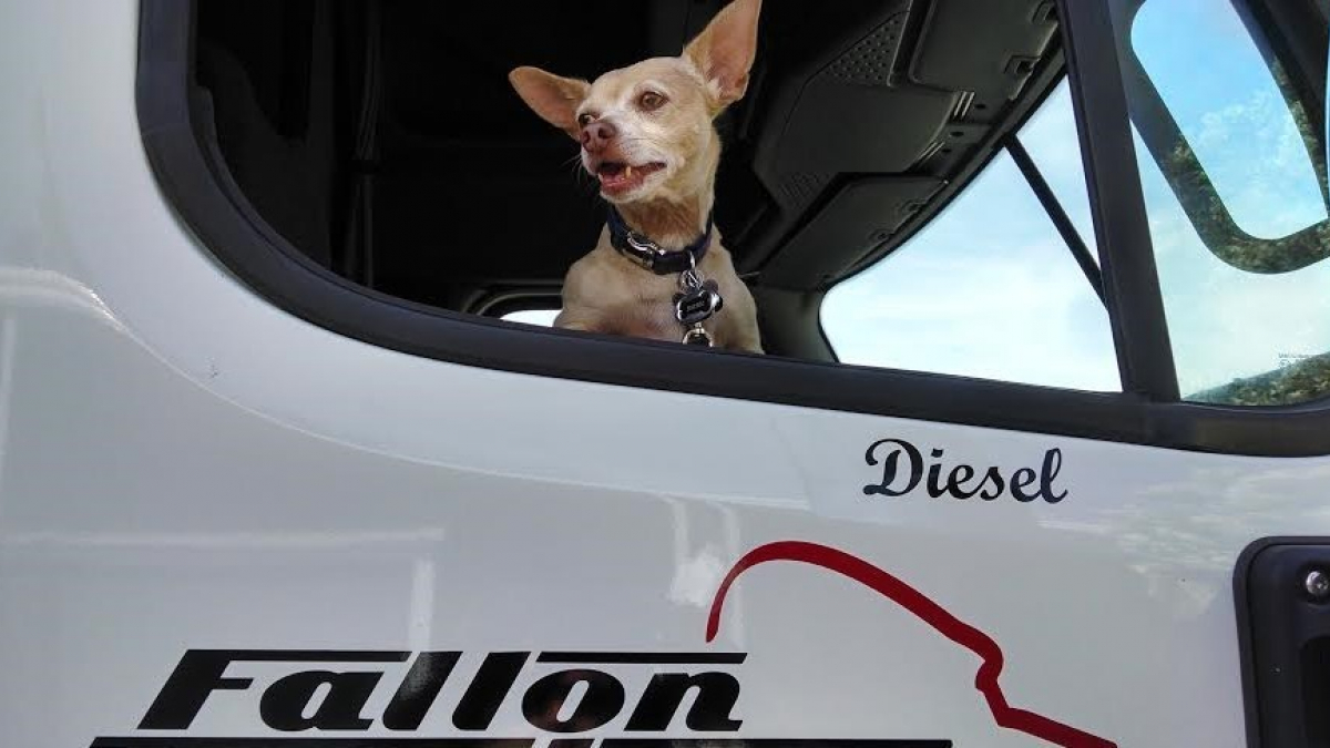Illustration : "Ce camionneur a trouvé en ce Chihuahua le compagnon de route parfait"