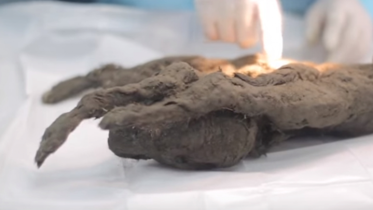 Illustration : "Vidéo. Un chien vieux de plus de 12 000 ans découvert en Sibérie"