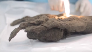 Illustration : Vidéo. Un chien vieux de plus de 12 000 ans découvert en Sibérie