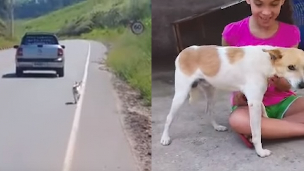 Illustration : "Un homme voit une vidéo d'un chien abandonné par un automobiliste. Il le retrouve et l’adopte"
