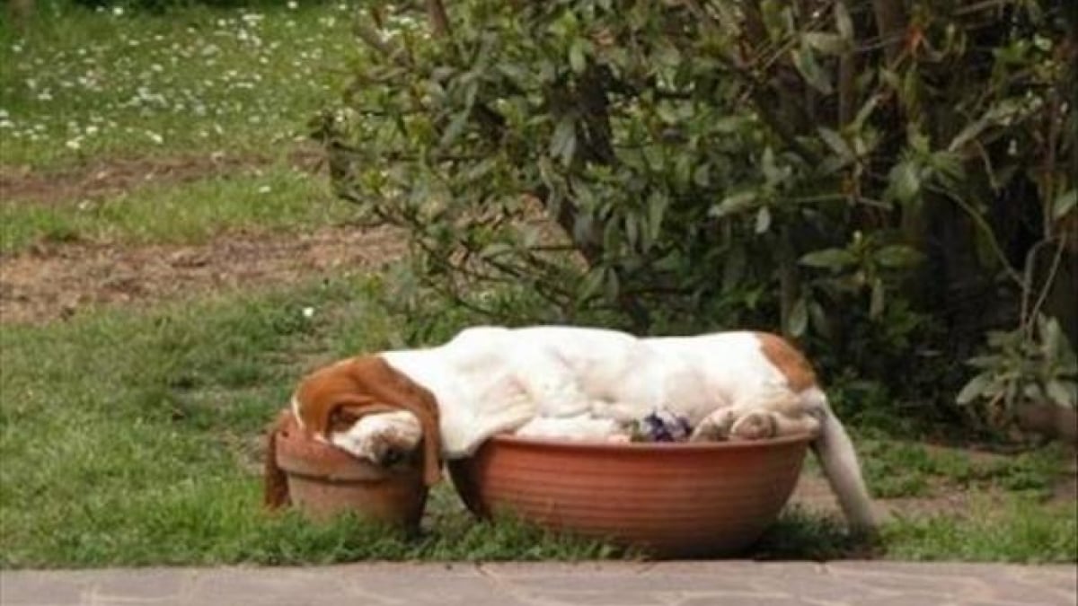 Illustration : "15 photos amusantes de chiens dormant dans des positions improbables"