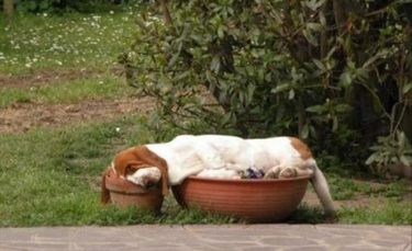 Illustration : "15 photos amusantes de chiens dormant dans des positions improbables"