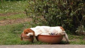 Illustration : 15 photos amusantes de chiens dormant dans des positions improbables