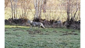 Illustration : Haute-Loire (43) : les habitants pensaient voir un loup, c'était un chien !