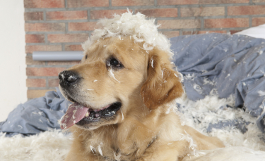 Illustration : "Maîtriser un chien hyperactif"