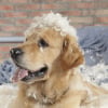 Illustration : Ma&icirc;triser un chien hyperactif