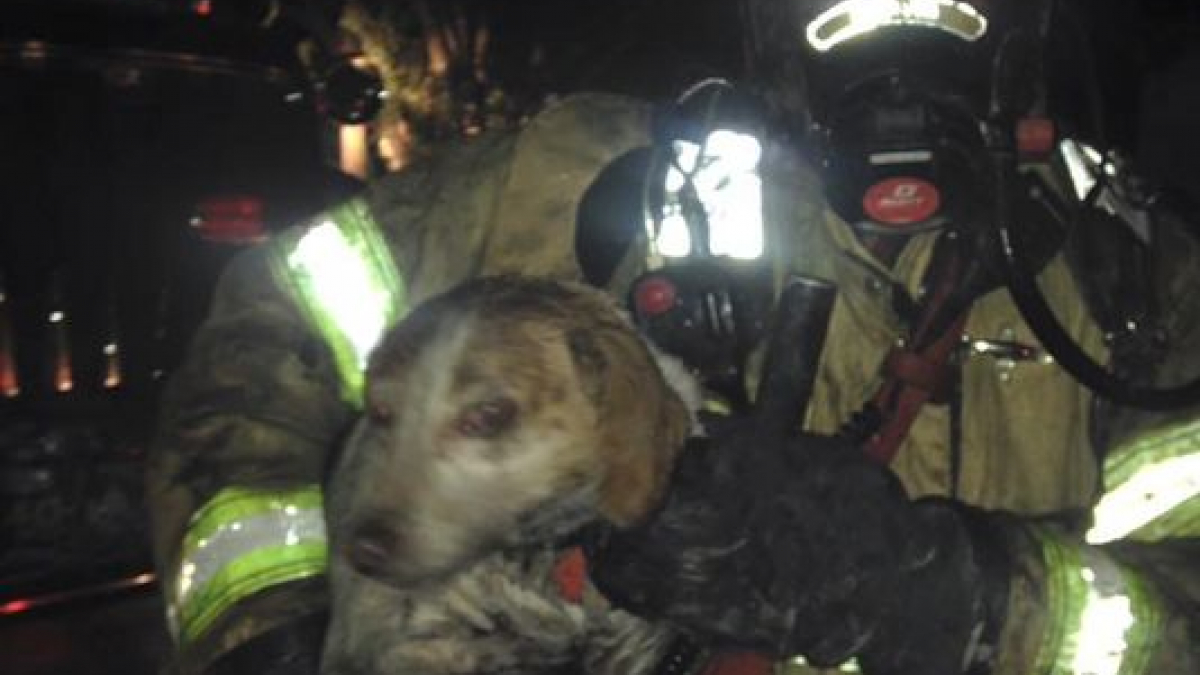 Illustration : "Etats-Unis : un chien pris au piège dans une maison en flammes, sauvé par les pompiers"