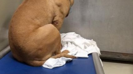 Illustration : Cette photo a changé le destin de ce chien triste !