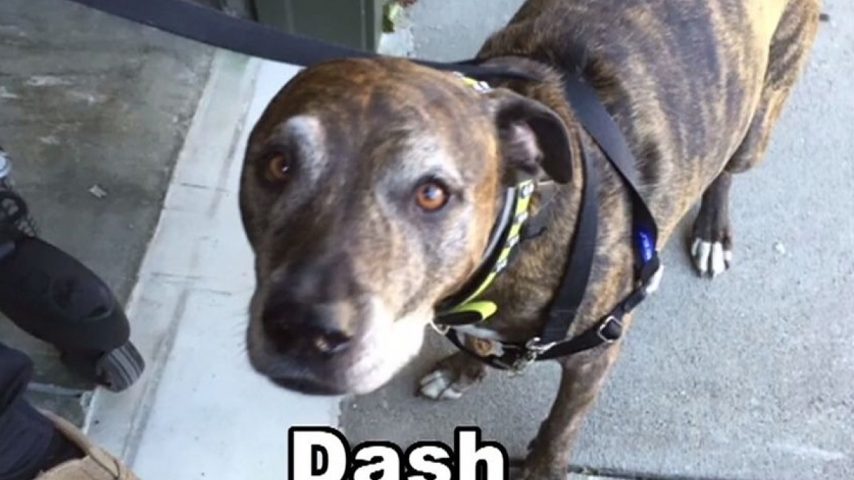 Illustration : "Son chien s’appelle Dash, mais sa banque confond avec 