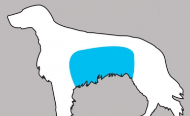 Illustration : "11 signes à reconnaître pour sauver votre chien !"