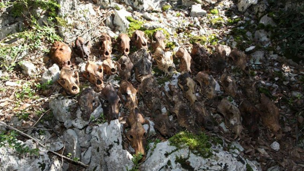 Illustration : "Hérault : Les restes de 34 chiens retrouvés par une équipe de spéléologues dans une cavité !"