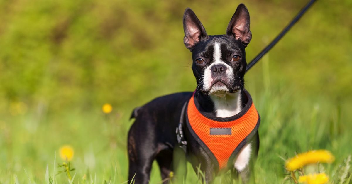 Collier ou harnais : que choisir pour mon chien ?