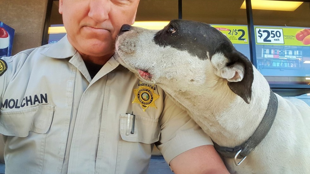 Illustration : "L’adjoint du shérif réalise d’adorables selfies avec le chien abandonné qu’il vient de trouver"