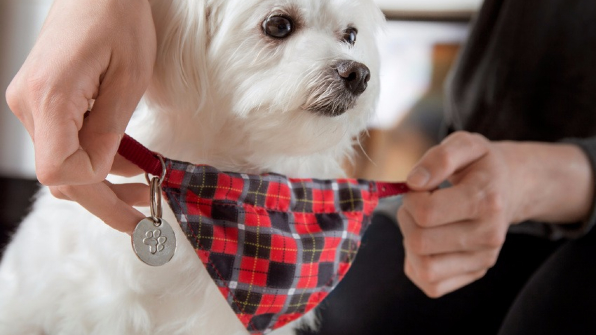 Illustration : "La médaille pour chien"