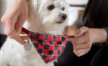 Illustration : "La médaille pour chien"