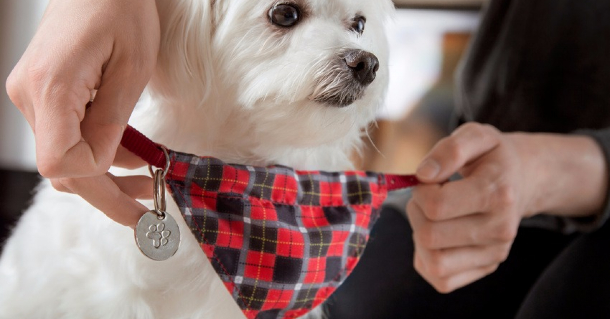 La médaille pour chien : à quoi sert-elle ?