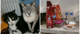 Illustration : "L'association SOS Cats a reçu ses 106 kilos de croquettes grâce à vos dons et Chien.fr !"