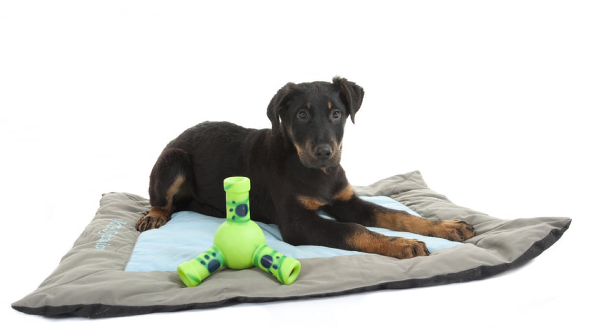 Comment choisir un tapis pour son chien ?