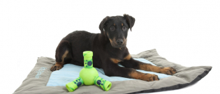 Illustration : "Choisir un tapis pour son chien"