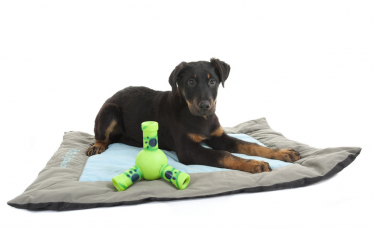 Illustration : "Choisir un tapis pour son chien"