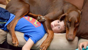 Illustration : 28 chiens qui se fichent de votre espace vital et de votre intimité