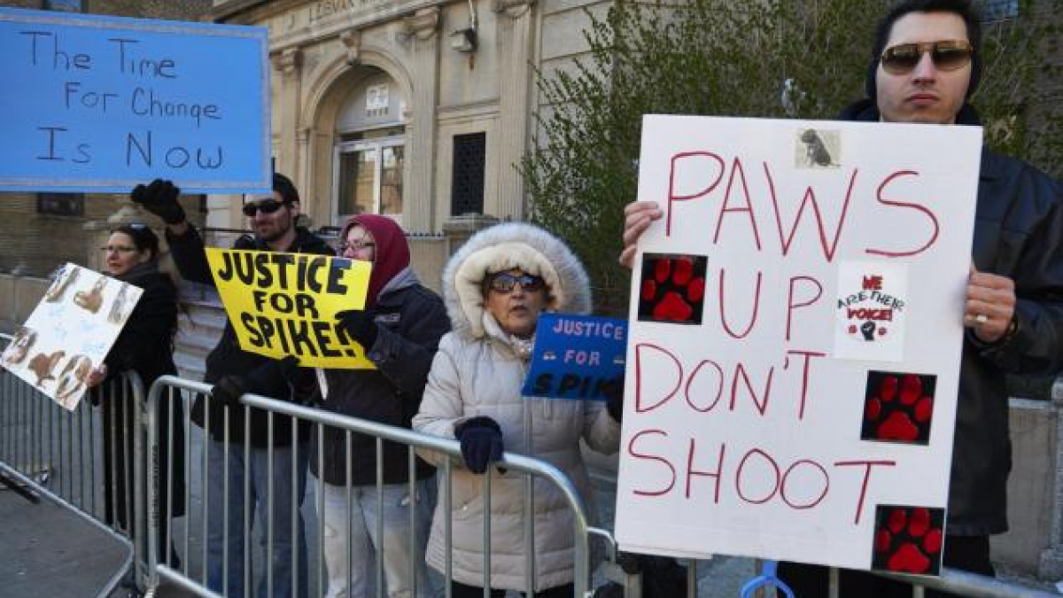 Illustration : "Etats-Unis : Chien abattu par un policier dans le Bronx :les manifestants protestent devant le commissariat"