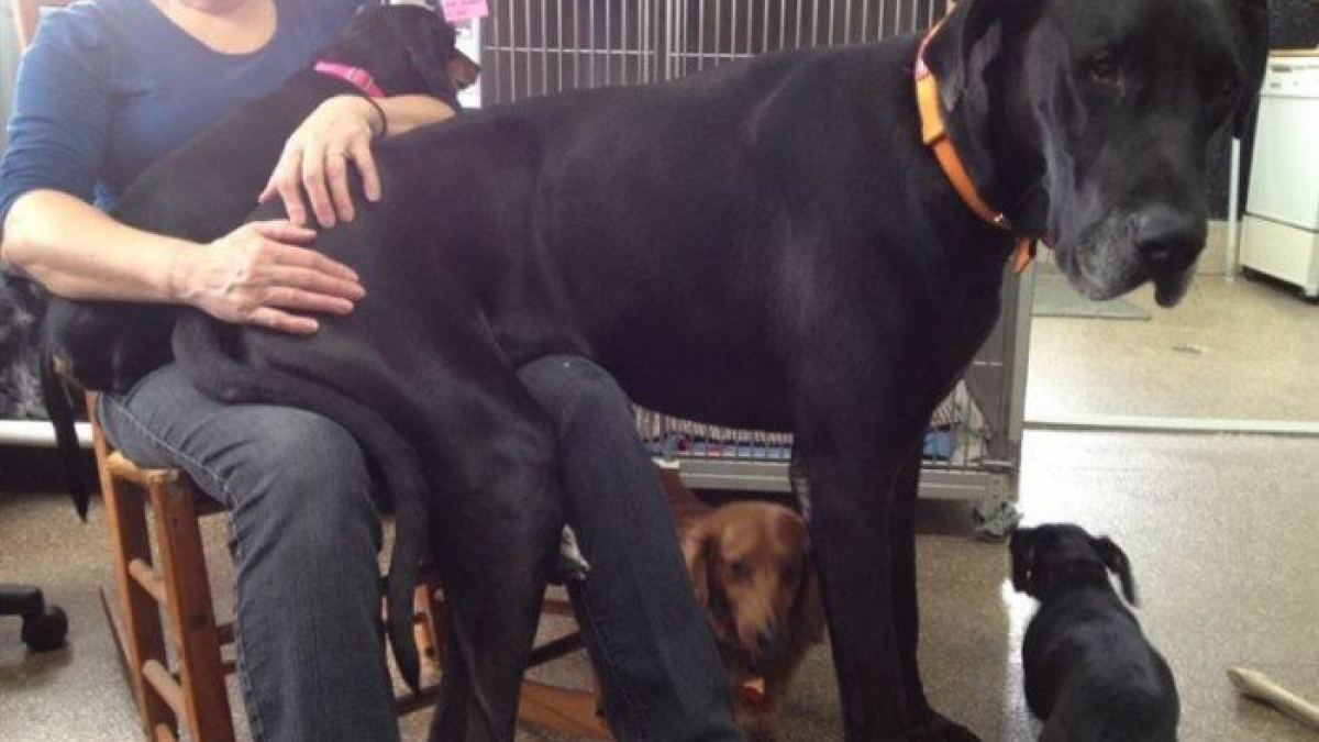 Illustration : "23 chiens gigantesques qui veulent être traités comme des petits ! "