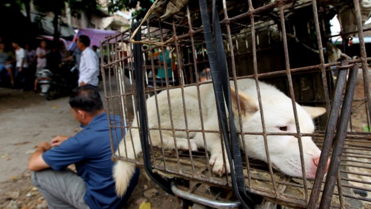 Illustration : "En Chine, des activistes se mobilisent contre le festival de la viande de chien"