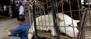 Illustration : "En Chine, des activistes se mobilisent contre le festival de la viande de chien"