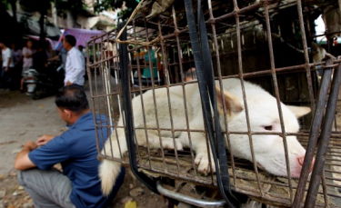 Illustration : "En Chine, des activistes se mobilisent contre le festival de la viande de chien"