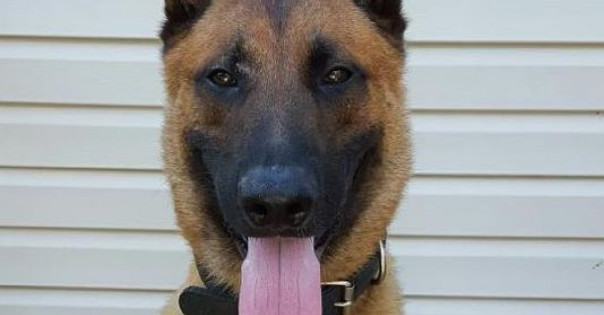 EtatsUnis un chien de la police a disparu pendant près