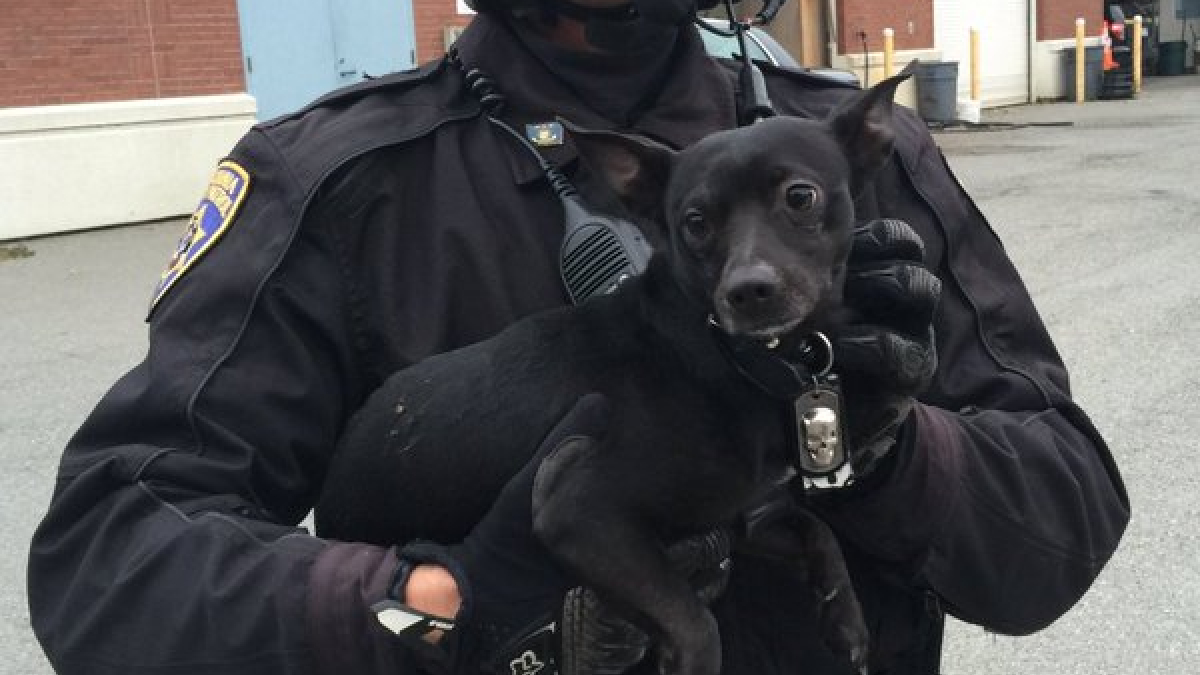 Illustration : "Un Chihuahua court sur la route d'un pont de San Francisco avec la police à ses trousses ! "