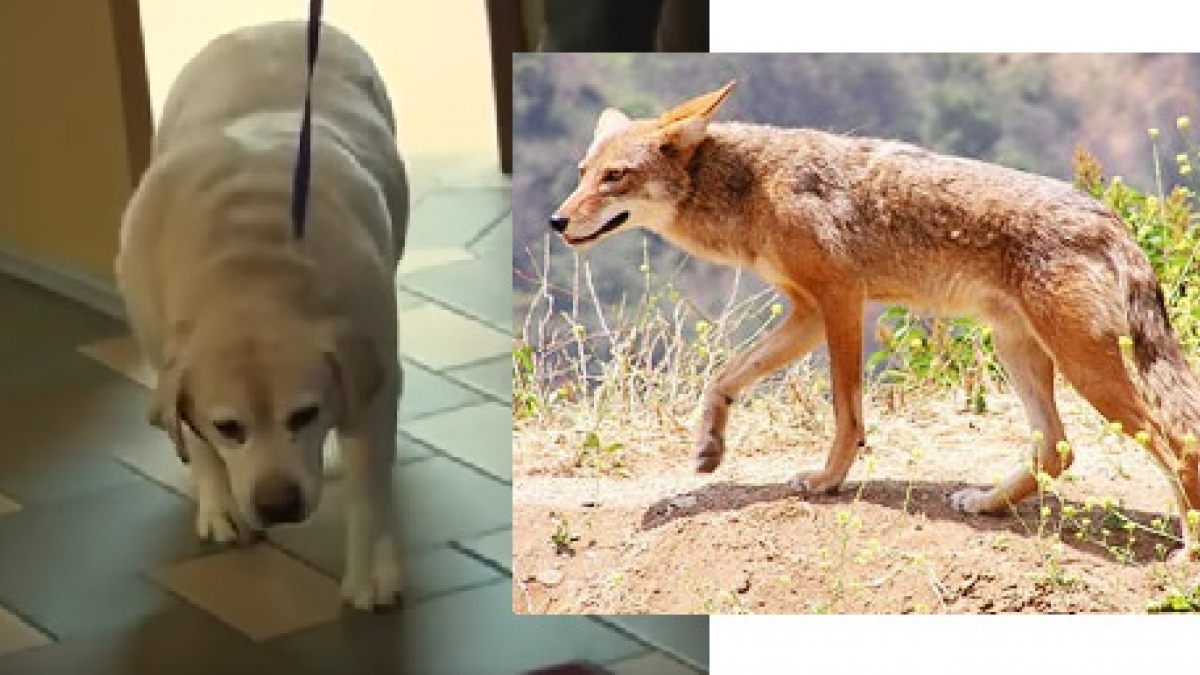 Illustration : "Etats-Unis : La police à la recherche d’un coyote enragé ayant attaqué 3 chiens"