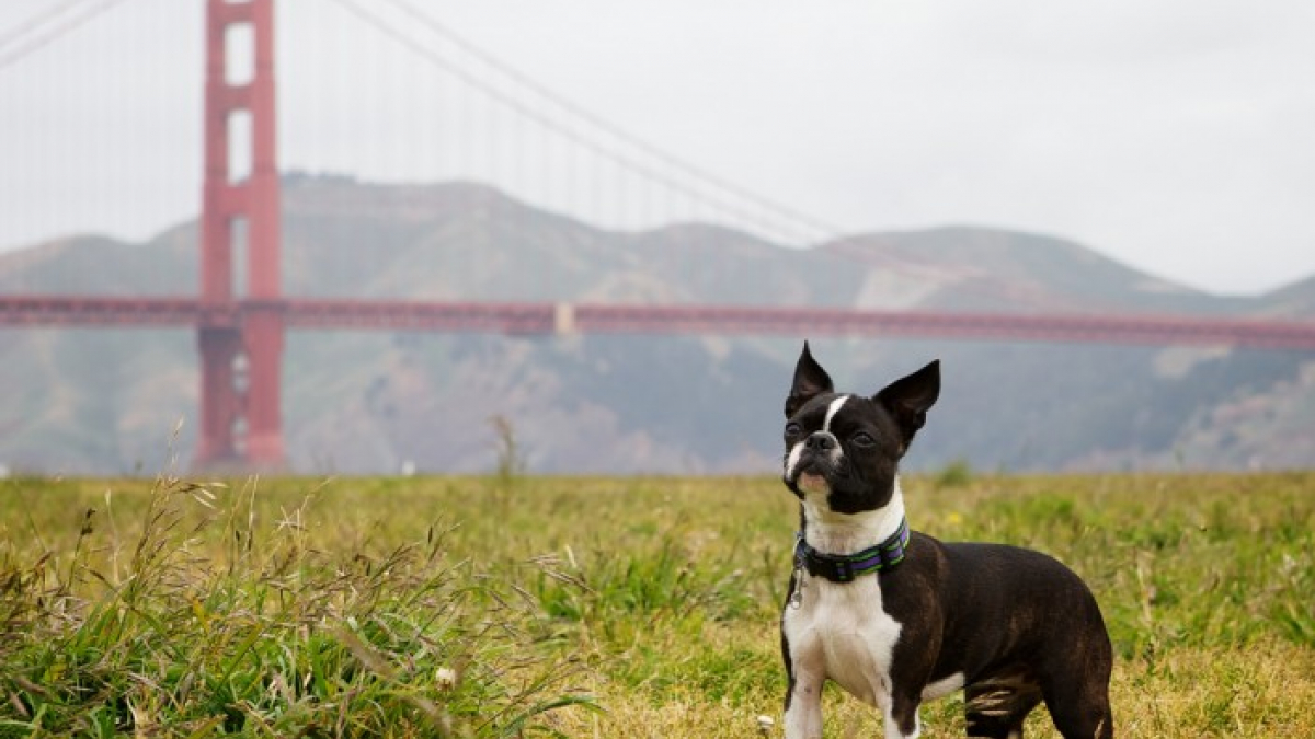 Illustration : "San Francisco serait la ville américaine la plus accueillante pour les chiens"