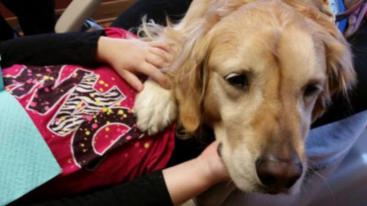 Illustration : "Grâce à JoJo le Golden-Retriever, les enfants n’ont plus peur d’aller chez le dentiste"