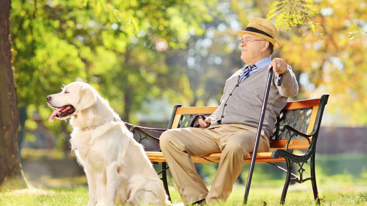 Pare soleil original avec des animaux